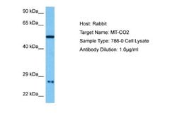 MT-CO2 Antibody, Novus Biologicals 100 &mu;L; Unconjugated:Antibodies,